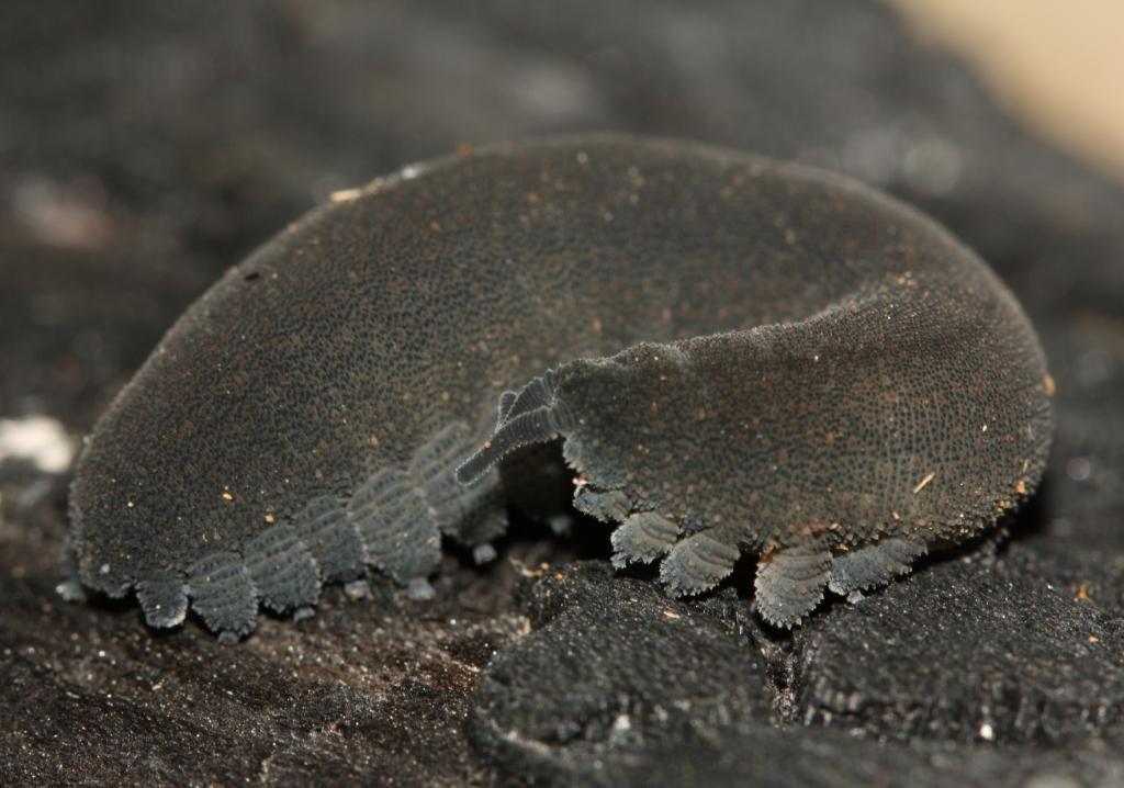 Overberg velvet worm