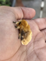 Megalopyge opercularis