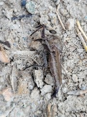 Proctacanthus milbertii