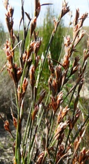 Restio impolitus