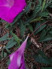 Ipomoea elongata