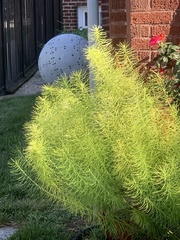 Euphorbia cyparissias