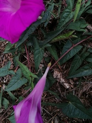 Ipomoea elongata