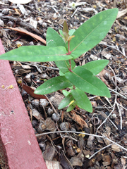 Angophora floribunda