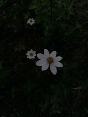Cosmos diversifolius