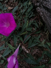 Ipomoea elongata