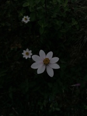 Cosmos diversifolius
