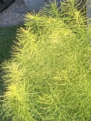 Euphorbia cyparissias