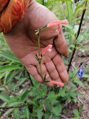 Salvia stolonifera