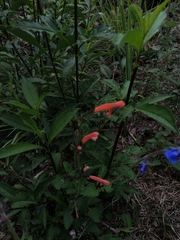 Salvia stolonifera