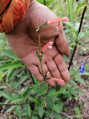 Salvia stolonifera