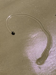 Gastropoda