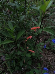 Salvia stolonifera