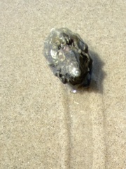 Gastropoda