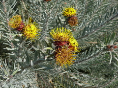 Leucospermum parile