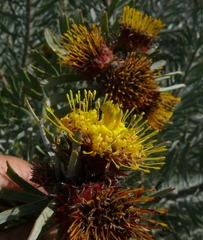 Leucospermum parile