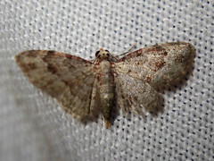 Bosara emarginaria