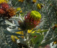 Leucospermum parile