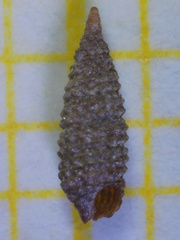 Cerithiopsis tubercularis