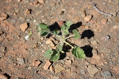 Monsonia luederitziana