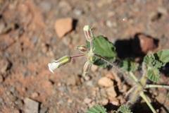 Monsonia luederitziana