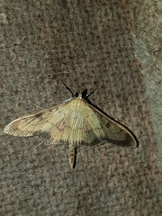 Paratalanta cultralis