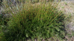 Thamnochortus erectus