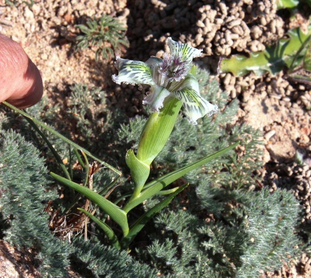 Ferraria ferrariola, Skilpad Wildflower Reserve: Namaqua National Park