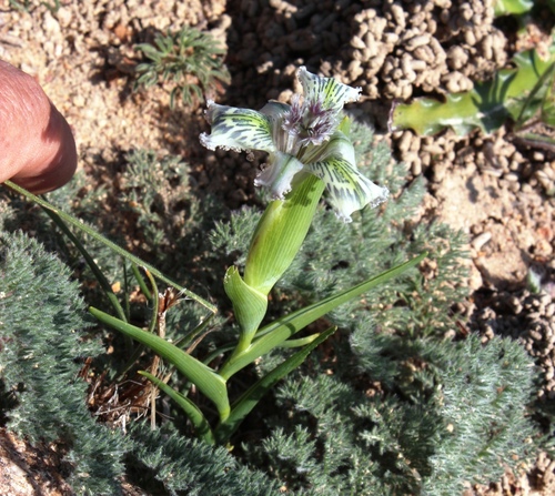 Ferraria ferrariola