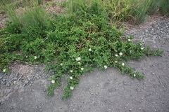 Mesembryanthemum aitonis