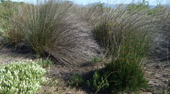 Thamnochortus erectus