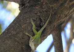 Anolis leachii