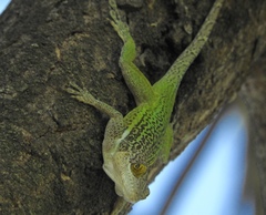 Anolis leachii