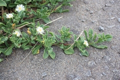 Mesembryanthemum aitonis