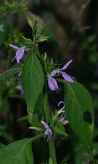 Dicliptera magaliesbergensis