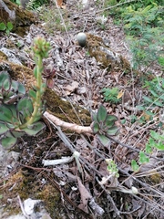 Echeveria nodulosa