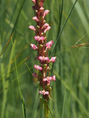 Satyrium neglectum