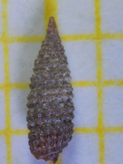 Cerithiopsis tubercularis