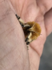 Megalopyge opercularis
