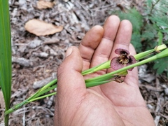 Tigridia galanthoides