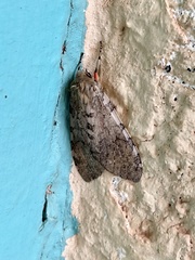 Pseudohemihyalea edwardsii
