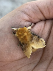 Megalopyge opercularis