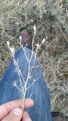 Cordylanthus ramosus