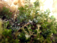 Caulerpa geminata
