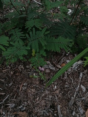 Tigridia galanthoides