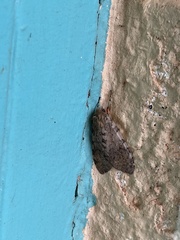 Pseudohemihyalea edwardsii