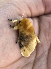 Megalopyge opercularis