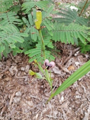 Tigridia galanthoides