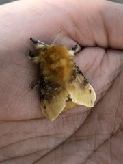 Megalopyge opercularis
