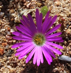 Cleretum hestermalense